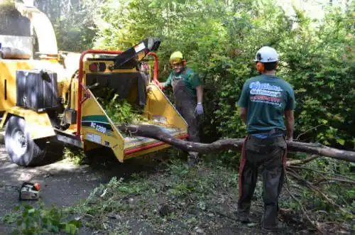 tree services Town Creek